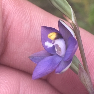 Thelymitra peniculata (Blue Star Sun-orchid) at Denman Prospect 2 Estate Deferred Area (Block 12) - 6 Nov 2022 by Tapirlord