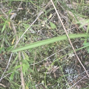 Thelymitra peniculata at Molonglo Valley, ACT - 6 Nov 2022