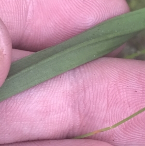 Thelymitra peniculata at Molonglo Valley, ACT - 6 Nov 2022