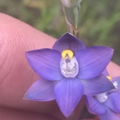 Thelymitra peniculata at Molonglo Valley, ACT - 6 Nov 2022