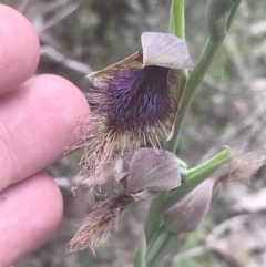 Calochilus platychilus (Purple Beard Orchid) at Denman Prospect 2 Estate Deferred Area (Block 12) - 6 Nov 2022 by Tapirlord