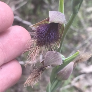 Calochilus platychilus at Molonglo Valley, ACT - suppressed