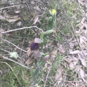 Calochilus platychilus at Molonglo Valley, ACT - suppressed