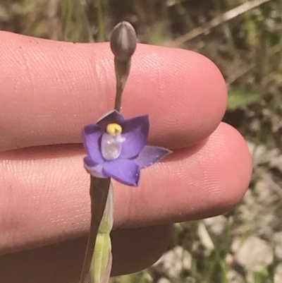 Thelymitra peniculata (Blue Star Sun-orchid) at Stromlo, ACT - 6 Nov 2022 by Tapirlord