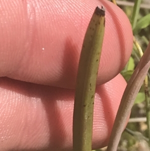 Thelymitra peniculata at Stromlo, ACT - 6 Nov 2022