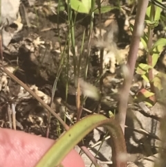 Thelymitra peniculata at Stromlo, ACT - suppressed