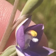 Thelymitra peniculata at Stromlo, ACT - 6 Nov 2022