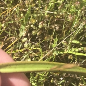 Thelymitra peniculata at Stromlo, ACT - 6 Nov 2022