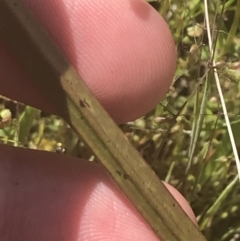 Thelymitra peniculata at Stromlo, ACT - 6 Nov 2022