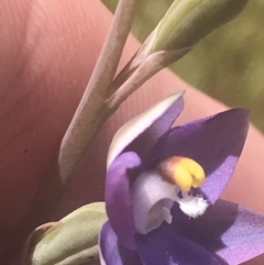 Thelymitra peniculata at Stromlo, ACT - 6 Nov 2022