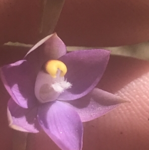 Thelymitra peniculata at Stromlo, ACT - suppressed