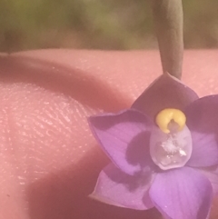 Thelymitra sp. (pauciflora complex) (Sun Orchid) at Stromlo, ACT - 5 Nov 2022 by Tapirlord