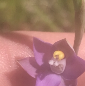 Thelymitra sp. (pauciflora complex) at Stromlo, ACT - suppressed