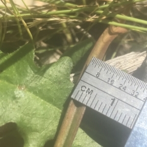 Thelymitra sp. (pauciflora complex) at Stromlo, ACT - 6 Nov 2022