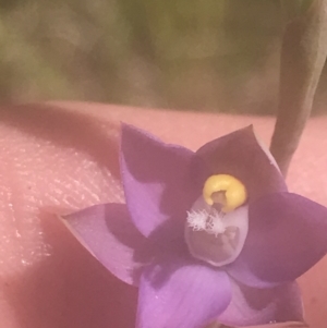 Thelymitra sp. (pauciflora complex) at Stromlo, ACT - suppressed