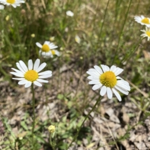 Chamaemelum nobile at Pearce, ACT - 3 Dec 2022