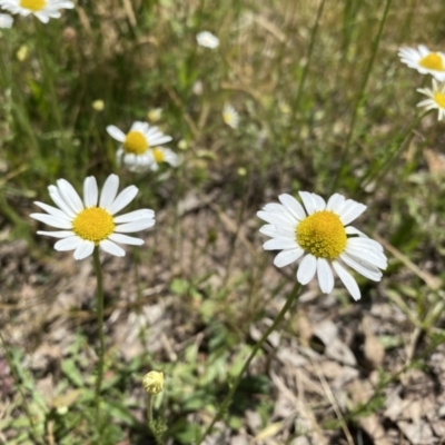 Chamaemelum nobile (Chamomile Daisy) at Pearce, ACT - 3 Dec 2022 by Shazw