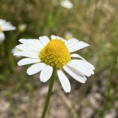 Chamaemelum nobile at Pearce, ACT - 3 Dec 2022