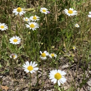 Chamaemelum nobile at Pearce, ACT - 3 Dec 2022