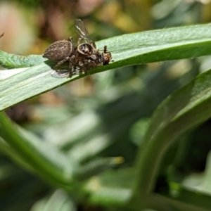 Maratus griseus at Watson, ACT - 3 Dec 2022