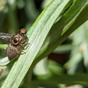 Maratus griseus at Watson, ACT - 3 Dec 2022