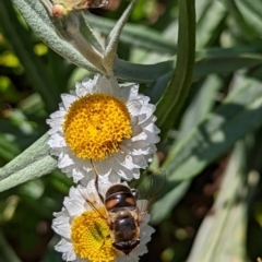 Eristalis tenax (Drone fly) at Watson, ACT - 3 Dec 2022 by AniseStar