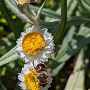 Eristalis tenax at Watson, ACT - 3 Dec 2022