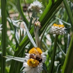 Eristalis tenax at Watson, ACT - 3 Dec 2022