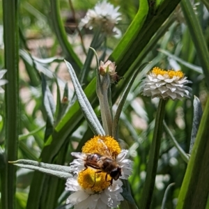 Eristalis tenax at Watson, ACT - 3 Dec 2022