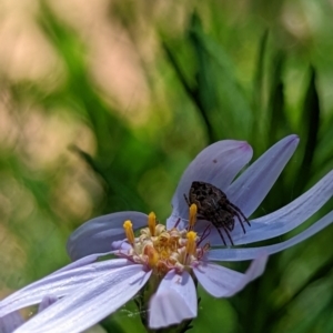 Araneus hamiltoni at Watson, ACT - 3 Dec 2022