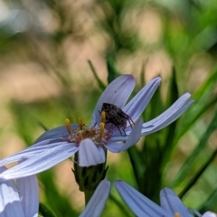 Araneus hamiltoni at Watson, ACT - suppressed