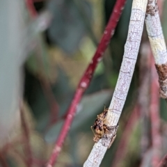 Unidentified Insect at Watson Woodlands - 2 Dec 2022 by AniseStar