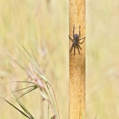 Lycosidae (family) (Unidentified wolf spider) at Higgins, ACT - 2 Dec 2022 by Trevor