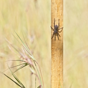 Lycosidae (family) at Higgins, ACT - 3 Dec 2022 10:17 AM