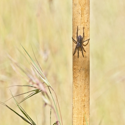 Lycosidae (family) (Unidentified wolf spider) at Higgins Woodland - 2 Dec 2022 by Trevor