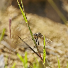 Orthetrum caledonicum (Blue Skimmer) at Higgins, ACT - 3 Dec 2022 by MichaelWenke