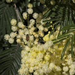 Eristalinus punctulatus (Golden Native Drone Fly) at Higgins, ACT - 3 Dec 2022 by MichaelWenke