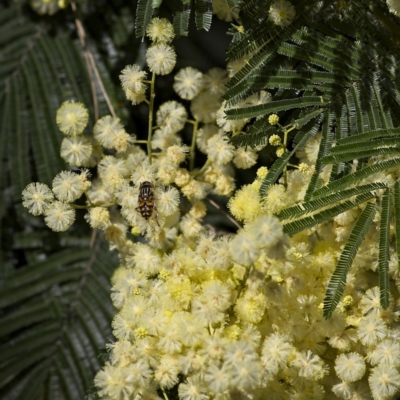 Eristalinus punctulatus (Golden Native Drone Fly) at Higgins Woodland - 2 Dec 2022 by Trevor