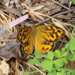 Heteronympha merope (Common Brown Butterfly) at Bungendore, NSW - 3 Dec 2022 by clarehoneydove