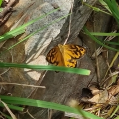 Heteronympha merope at Bungendore, NSW - 3 Dec 2022 11:12 AM