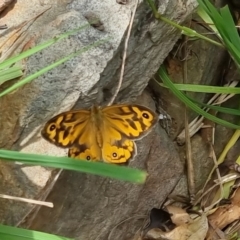 Heteronympha merope at Bungendore, NSW - 3 Dec 2022