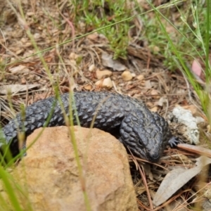 Tiliqua rugosa at Bungendore, NSW - 3 Dec 2022 11:08 AM