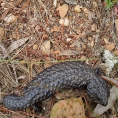 Tiliqua rugosa at Bungendore, NSW - 3 Dec 2022