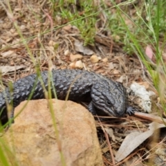 Tiliqua rugosa at Bungendore, NSW - 3 Dec 2022