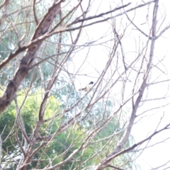 Rhipidura leucophrys (Willie Wagtail) at Stromlo, ACT - 3 Dec 2022 by JimL