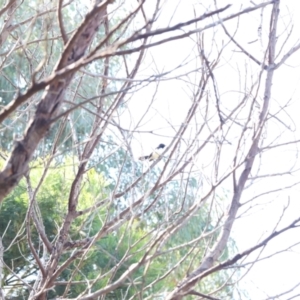 Rhipidura leucophrys at Stromlo, ACT - 3 Dec 2022