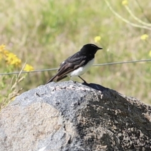 Rhipidura leucophrys at Stromlo, ACT - 3 Dec 2022