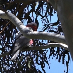 Eolophus roseicapilla (Galah) at Stromlo, ACT - 3 Dec 2022 by JimL