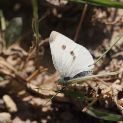 Pieris rapae (Cabbage White) at Stromlo, ACT - 2 Dec 2022 by JimL