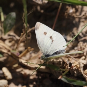 Pieris rapae at Stromlo, ACT - 3 Dec 2022